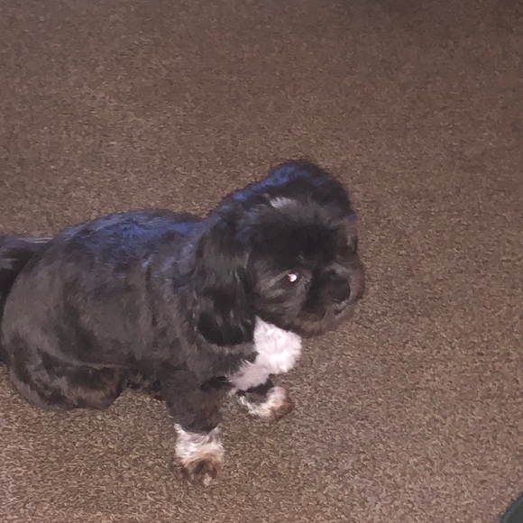 Meet your Posher, Vannissa - Picture 1 of 1